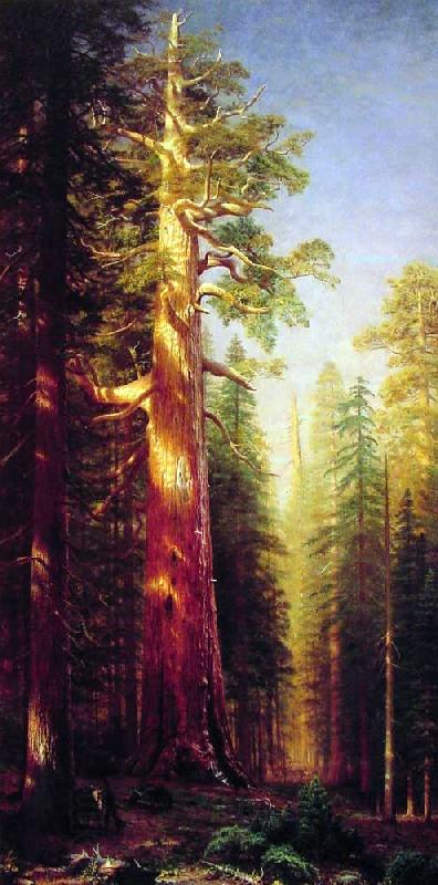 Albert Bierstadt The Great Trees, Mariposa Grove, California China oil painting art